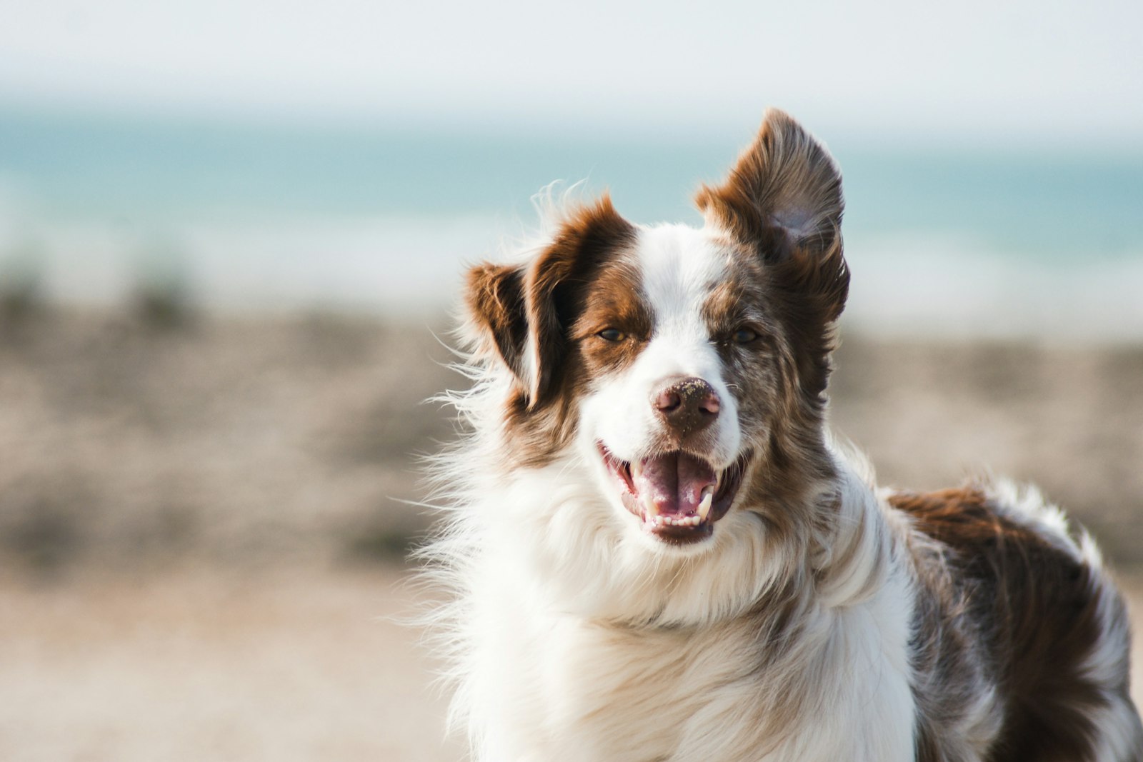 Hund beim Fressen