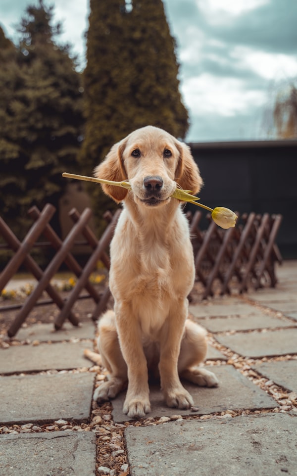 Glücklicher Hund